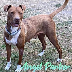 Thumbnail photo of Angel Parker #4