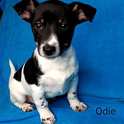 Photo of Odie