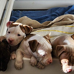 Photo of Brooklyn’s Puppies