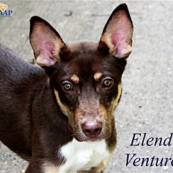 Photo of Elend Venture