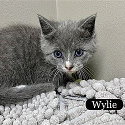 Photo of CAT-Wylie