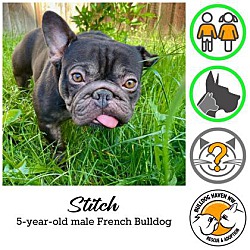 Thumbnail photo of Stitch - pending #1