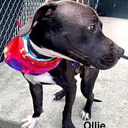 Thumbnail photo of Ollie #4