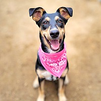 adopt a pet
