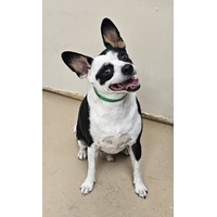 adopt-pet
