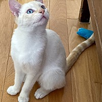 adopt a pet