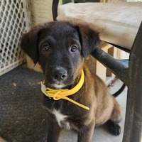 adopt-pet