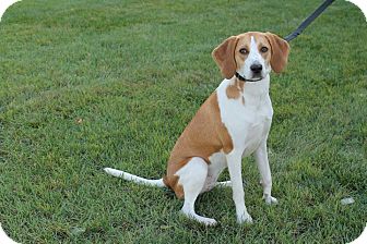 calhoun foxhound