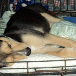 Thumbnail photo of Donna - (in adoption process) #4