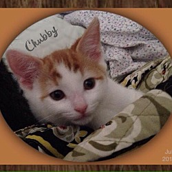 Thumbnail photo of Chubby #4