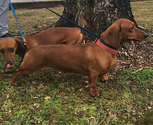 trained dachshund for sale