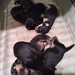 Photo of 7 May 6th Pup's