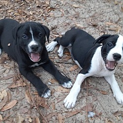 Photo of Lab/Cur puppies