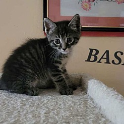 Photo of basil