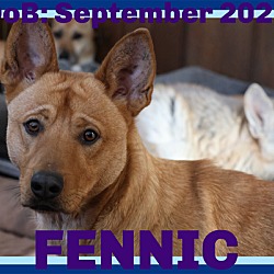 Photo of FENNIC - $350
