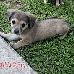Thumbnail photo of Yahtzee #1
