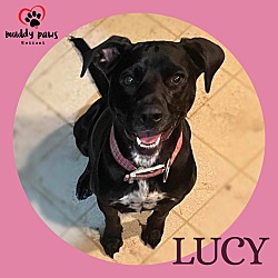 Photo of Lucy (Courtesy Post)