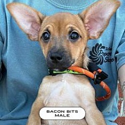 Thumbnail photo of Bacon Bits Society #3