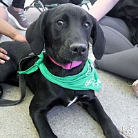 adopt a pet
