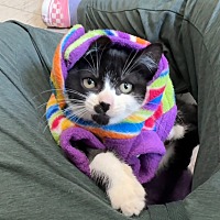 adopt a pet