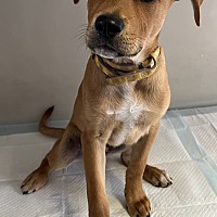 adopt a pet