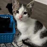 adopt-pet