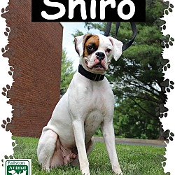 Thumbnail photo of Shiro #1