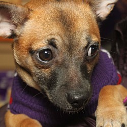 Thumbnail photo of Chai-Adopted! #2