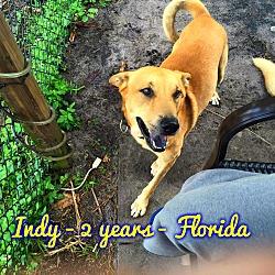 Thumbnail photo of Indy (fostered in FL) #1
