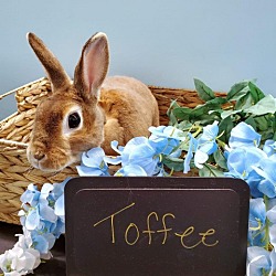 Photo of Toffee