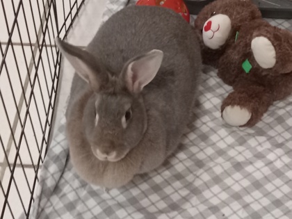 Thumbnail photo of Cocoa #3