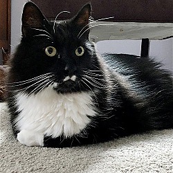 Thumbnail photo of STACHE - Offered by Owner - Big and Beautiful #2
