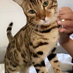 Thumbnail photo of Murr (Bengal in CT) Fee Drop $600! #3