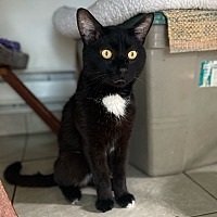 adopt a pet