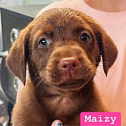 Thumbnail photo of Maizy #1