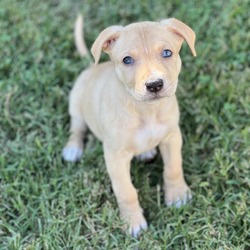 Thumbnail photo of Hazel (camo collar) #2