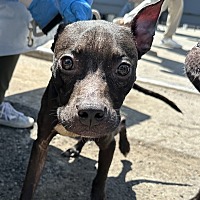 adopt a pet