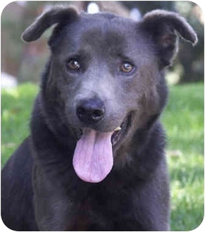weimaraner blue heeler mix