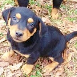 Thumbnail photo of Irwin, best heeler beagle babe #2