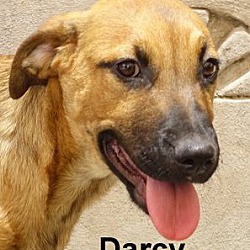 Thumbnail photo of Darcy #2