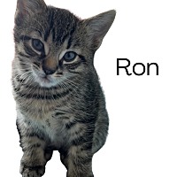 Photo of Ron