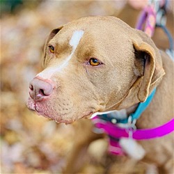 Thumbnail photo of Julie *Adopt or foster* #4
