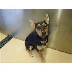 Photo of Dog