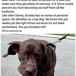 Thumbnail photo of SCOOBY #2