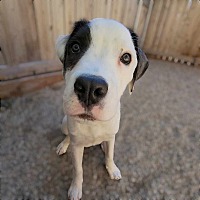 adopt a pet