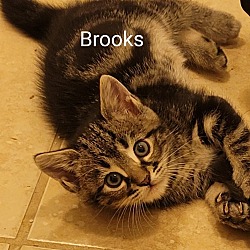 Thumbnail photo of BROOKS #3