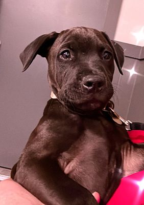 Lakeland, FL - American Staffordshire Terrier. Meet Matte Black a Pet ...