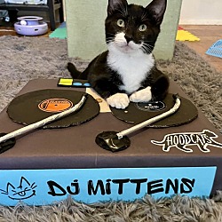 Thumbnail photo of DJ Mittens #4