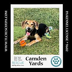 Thumbnail photo of Camden Yards (Ballpark Pups) 050424 #2