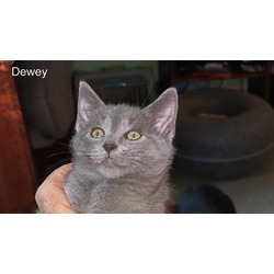 Thumbnail photo of Dewey #1